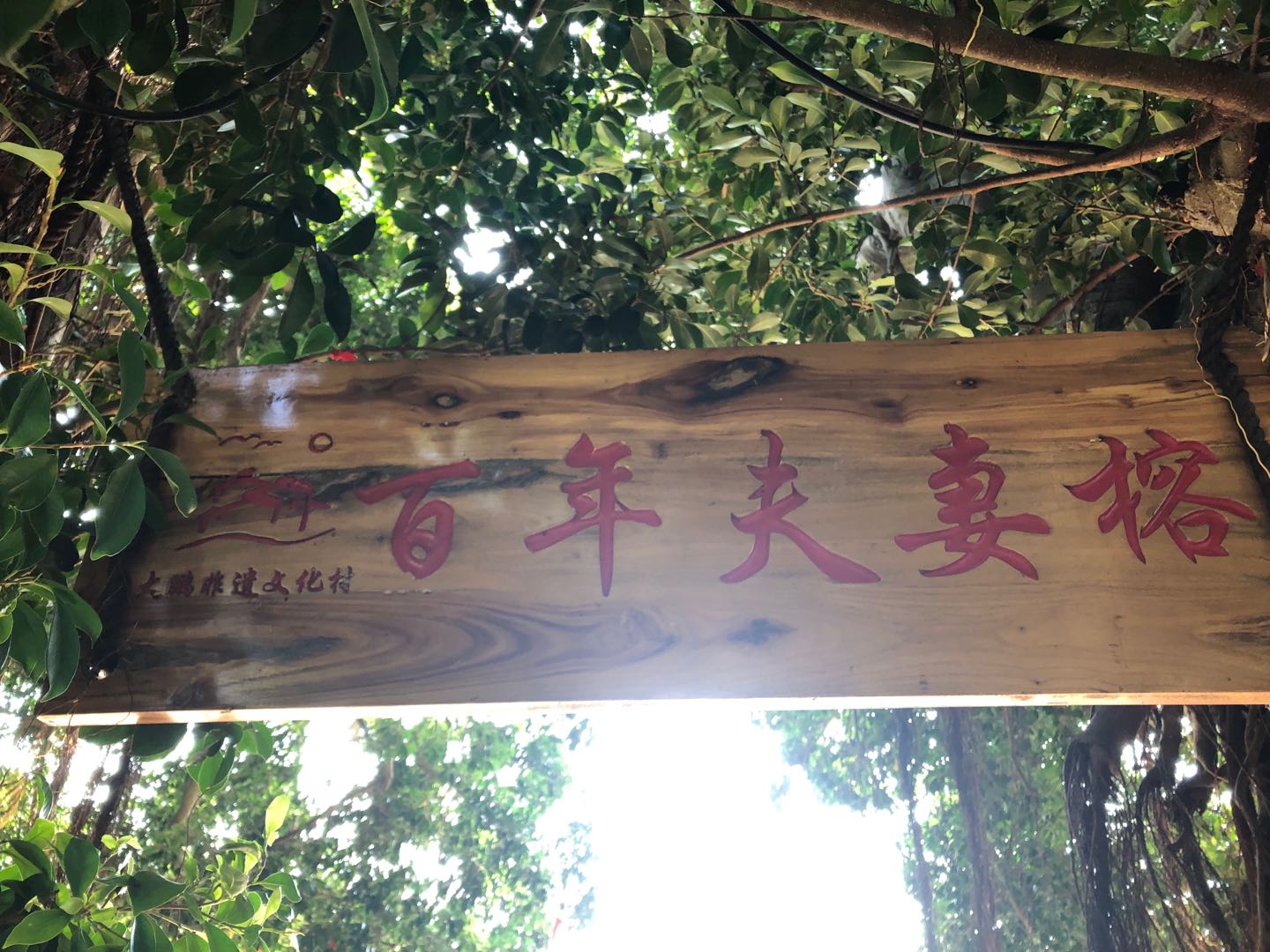 百年夫妻榕 百年夫妻榕